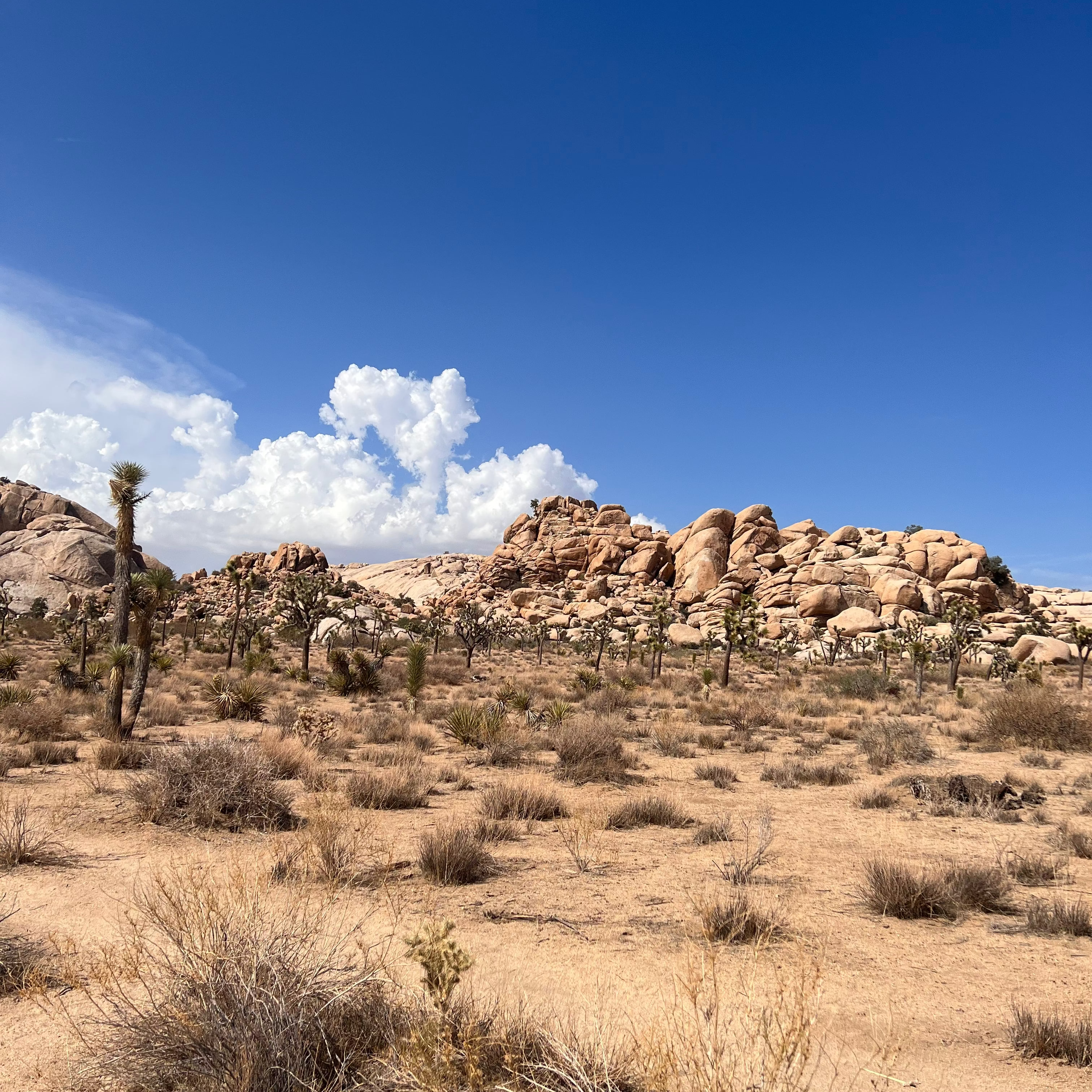 Desert landscape with rocky formations and sparse vegetation under a blue sky.